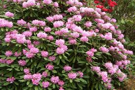 I took a leaf with me to the nursery last year. Rhododendron Control Forestry And Land Scotland