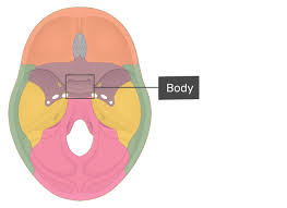 The sphenoid bone is one of the eight bones that make up the cranium the superior aspect of the skull that encloses and protects the brain. Sphenoid Bone