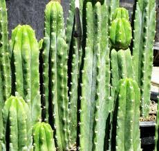 Encuentra cactus san pedro de segunda mano desde $ 0. Todo Sobre El Cactus De San Pedro Como Es Cuidados Riego Etc