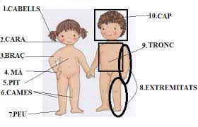 Use custom templates to tell the right story for your business. Educacio Infantil Projecte El Cos Huma Fem Una Silueta