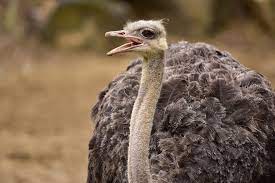 The ostrich is the largest and heaviest living bird. Ostrich The Maryland Zoo