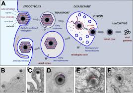 No asf vaccine is available and progress is hindered by lack of knowledge concerning the extent of asfv strain diversity and the viral antigens responsible for protection in the pig. African Swine Fever Virus Gets Undressed New Insights On The Entry Pathway Journal Of Virology