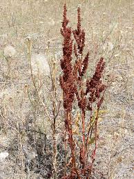 Image result for Rumex crispus