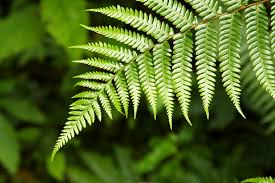 Farne Und Graser Hausinfo