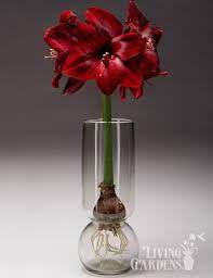 Diva In Bloom Potted Bulb Garden Bulb Flowers Amaryllis Bulbs Plant In Glass