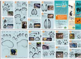 台灣哺乳動物腳印辨識摺頁 mammals animals roadkill