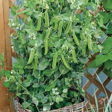 It'll lend some height and interest to your garden. Everything About Growing Peas In Containers Pots Balcony Garden Web