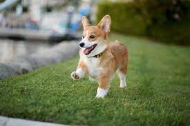Pembroke Welsh Corgi Dog Breed Information Pictures Characteristics Facts Dogtime