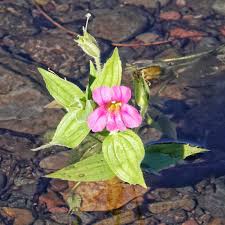 Image result for Phrymaceae