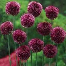 Drumstick Allium Breck S Bulb Flowers Dutch Gardens Planting Bulbs