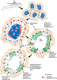 Our doctors will examine your pet's mouth to help determine if there are any oral health issues you should be aware of and then offer the best dental health care recommendations. A Combinatorial Approach For Robust Transgene Delivery And Targeted Expression In Mammary Gland For Generating Biotherapeutics In Milk Bypassing Germline Gene Integration Springerlink