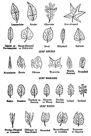 How To Identify A Tree By Its Leaves Flowers Or Bark Tree Identification Leaf Identification Tree Leaf Identification