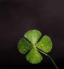 Check spelling or type a new query. Hd Wallpaper Shallow Focus Photography Of Four Leaf Clover Dew Luck Lucky Wallpaper Flare