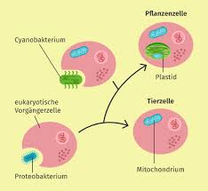 Maybe you would like to learn more about one of these? Symbiose Definition Beispiele I Inkl Ubungen