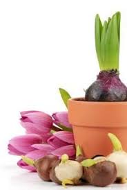 Pink flowers purple flowers blue flowers yellow flowers white flowers orange flowers red flowers bulbs roses. How To Care For Tulip Bulbs After Bloom Tulip Bulbs Garden Bulbs Planting Tulips