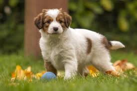 She gave a picture to a peddler and asked him to look out for such dogs. Kooikerhondje Charakter Haltung Pflege Rassebeschreibung Zooplus