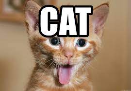 Cat Cat With Tongue Stuck Out Meme Generator