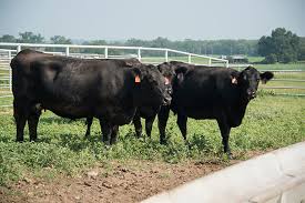 If you eat red meat, you can take one more step toward independence by learning the process of killing and butchering a cow yourself. Beef Packing Industry Largely Offsets Market Disruptions After Tyson Finney County Fire Oklahoma State University