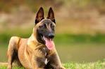 How Much Does a Belgian Malinois Cost? (2020) | Spend On Pet