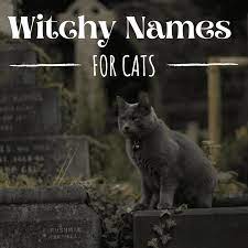 You will like these black cat names based on disney characters! 100 Unique Witch Names For Cats From History And Literature Pethelpful