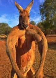 Buff Kangaroo Memes