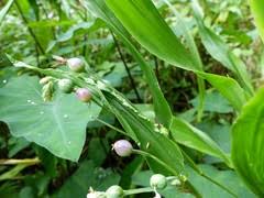 Image result for Coelachne africana