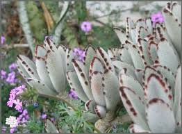 Species Spotlight Colorful Kalanchoe Care The Succulent Eclectic Succulents Plants Unusual Plants