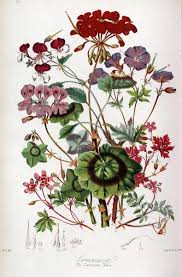 Image result for Geraniaceae