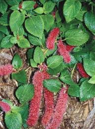 Image result for Acalypha segetalis