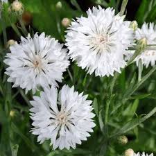 Cornflower White Centaurea Cyanus Dwarf Tom Pouce 50seeds Summer Flowers Garden Flower Seeds Flower Landscape