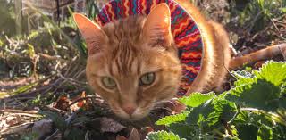 Do you need to keep your own cat in and other cats out of your garden or flowerbed? 5 Ways To Stop Your Cat From Killing Birds And Other Wildlife Tyrant Farms