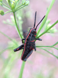 Always pay close attention to color variations and body shapes when trying to identify a species. Garden Help A Tale Of Two Insects In Northeast Florida