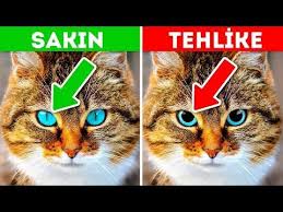 Evcil Hayvaninizin Yardim Istedigini Gosteren 12 Belirti Youtube Evcil Hayvanlar Hayvan Hayvanlar