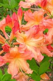 Pat Ryan Deciduous Azalea Flowering Vine Plants Azaleas Fragrant Plant