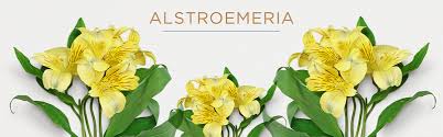 Including filler flowers can also help you stay on a budget, allowing you to allocate funds for more expensive flowers like orchids or peonies in your 01.03.2020 · what are the best greenery and filler flowers for bouquets? 20 Types Of Greenery And Filler Flowers Ftd Com