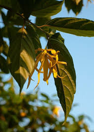 Image result for Cananga