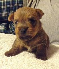 2 adorable male norwich terrier puppies ready for a home. Norwich Terrier Breeders In Northern California Norwich Terrier Dog Breeder Terrier