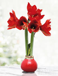 Do you especially like it when there's a hint of vanilla to the aroma, like you've just made a delicious latte? Red Waxed Amaryllis Holiday Decor Special Occasion Gift Hand Dipped In Wax