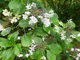 The Shamrock Hydrangea Collection Normandy Dieppe