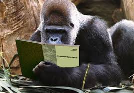 Typo Leads To Creation Of 179 Million Gorilla Warfare Program Gorilla Ape Monkey Mountain Gorilla