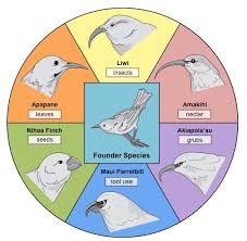 Identify one finch in the diagram that is least likely to compete with any of the other finches. Adaptive Radiation Bioninja