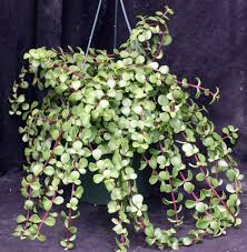 Image result for Polycarpaea prostratum