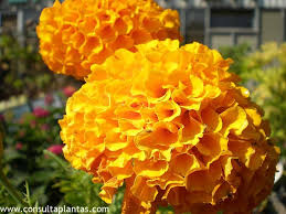 Image result for Tagetes erecta