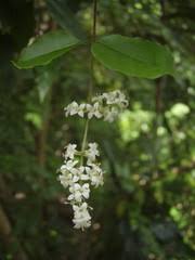 Image result for Syncolostemon bracteosus