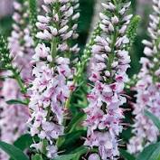 Flowers that bloom in july zone 5. 3 99