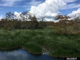 Image result for Oxycaryum