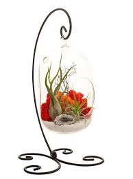 Air Plant Terrarium With 8 Oval Glass Black Stand And Etsy Air Plant Terrarium Air Plants Plant Gifts