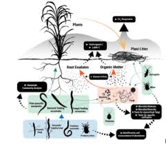 The Four Laws Of Ecology Ecological Landscape Alliance