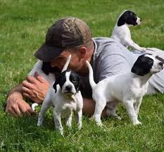 Dog day afternoon movie reviews & metacritic score: English Pointer Pups On Their First Day Of Field Training R Aww English Pointer Puppy English Pointer Dog German Shorthaired Pointer Dog