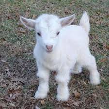 Refer All Your Friends To Our Argan Butter Indiegogo Campaign And When Their Contributions Add Up To 1 000 We Will Donate A B Niedliche Tiere Tiere Babyziegen